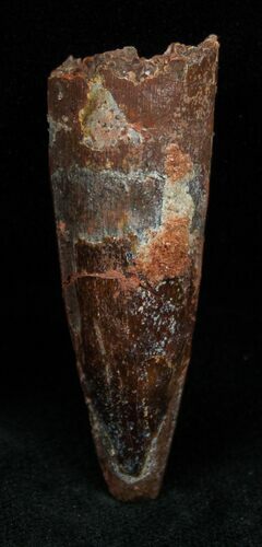 Juvenile Spinosaurus Tooth - Inches #1630